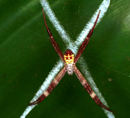 Argiope picta