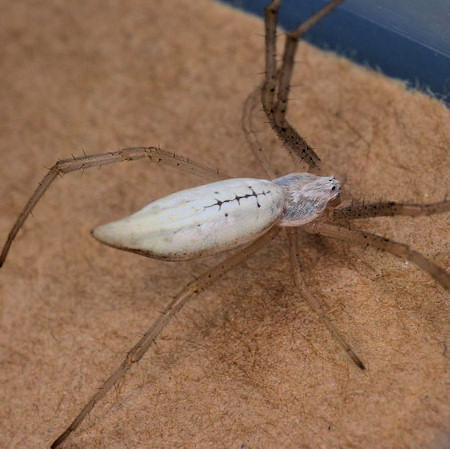 Argiope protensa