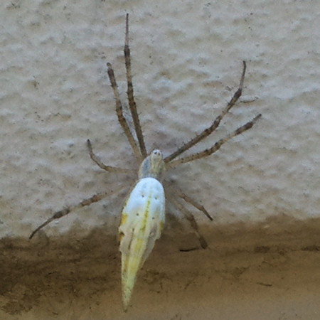 Argiope protensa