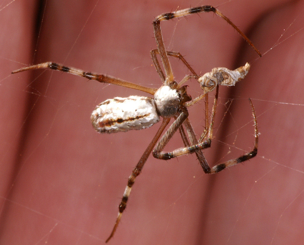 Argiope protensa