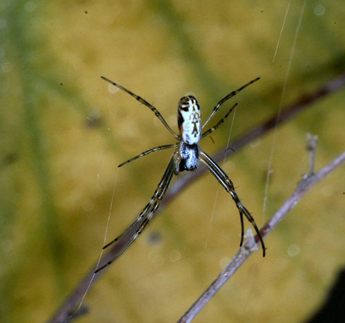 Argiope protensa