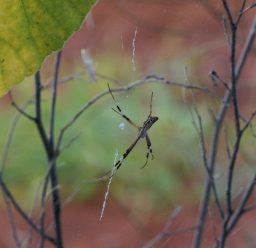 Argiope protensa