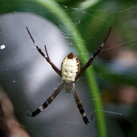 Argiope_radon
