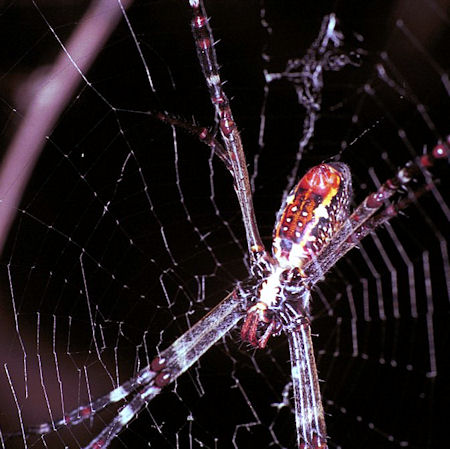 Argiope_radon