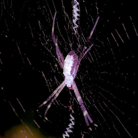 Argiope_radon
