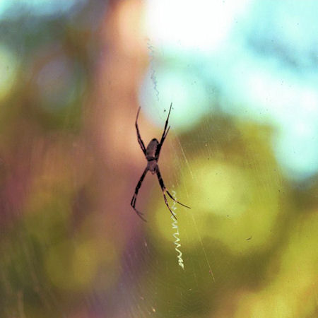 Argiope radon