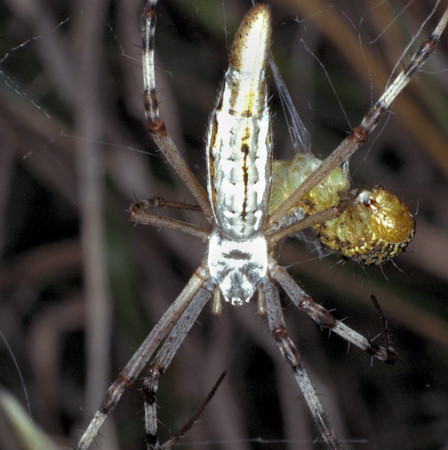 Argiope syrmatica