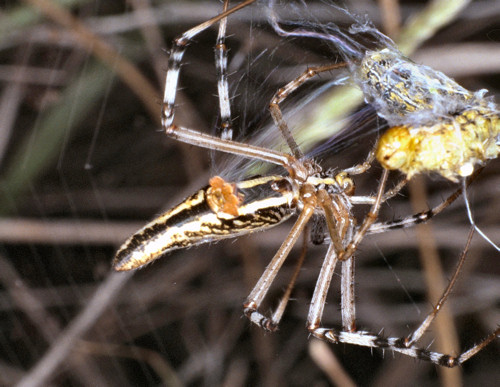 Argiope syrmatica