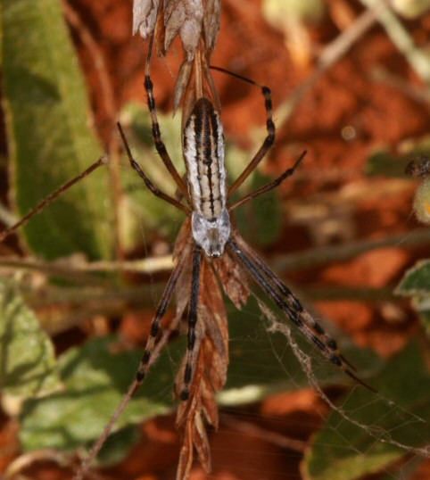 Argiope syrmatica
