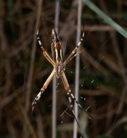 Argiope syrmatica
