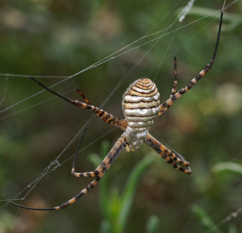 Argiope_trifasciata