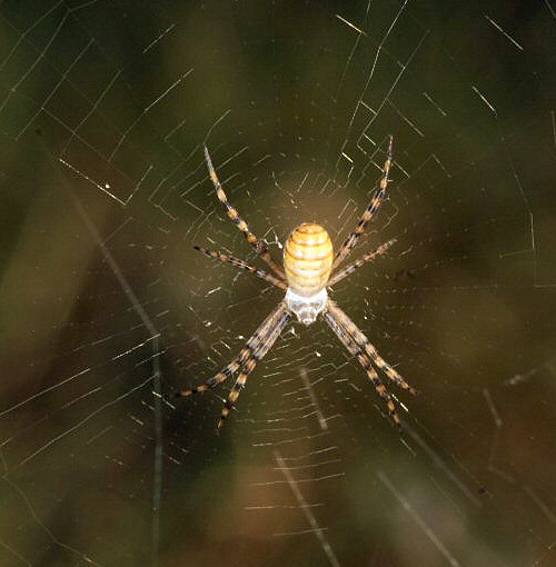 Argiope_trifasciata
