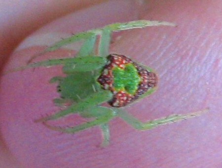 Arkys clavatus