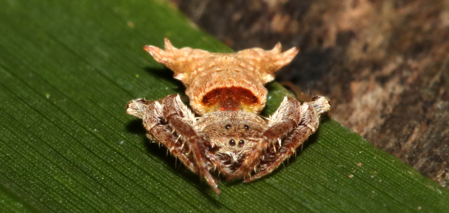 Arkys dilatatus