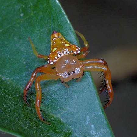 Arkys lancearius