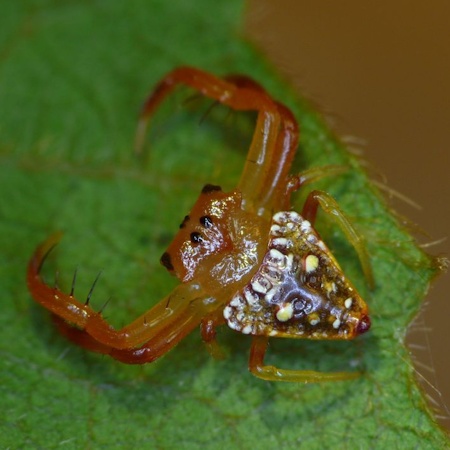 Arkys lancearius