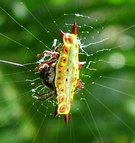 Astracantha