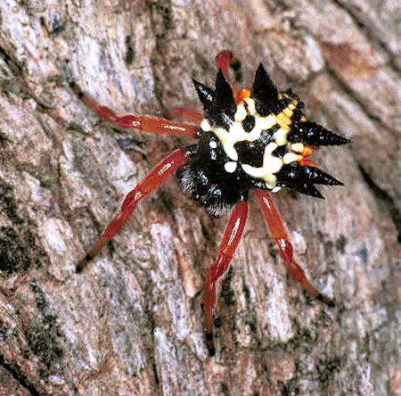 Astracantha minax