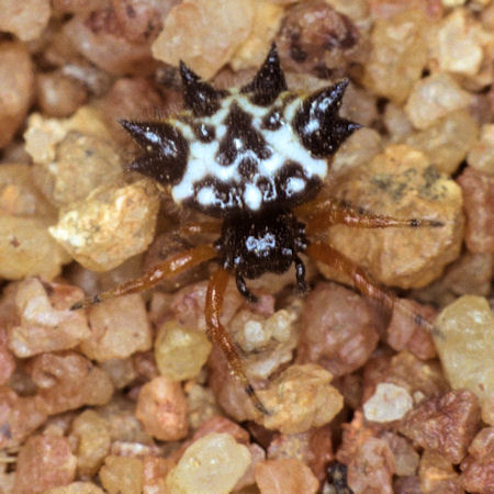 Astracantha minax