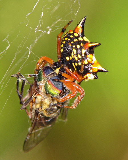 Astracantha minax