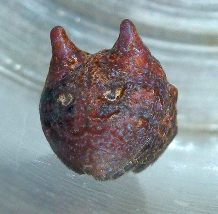 Carepalxis tuberculata
