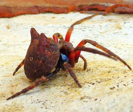 Carepalxis tuberculata