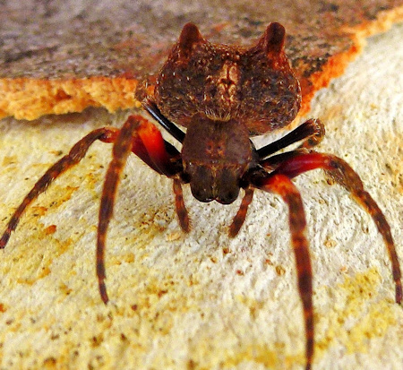Carepalxis tuberculata