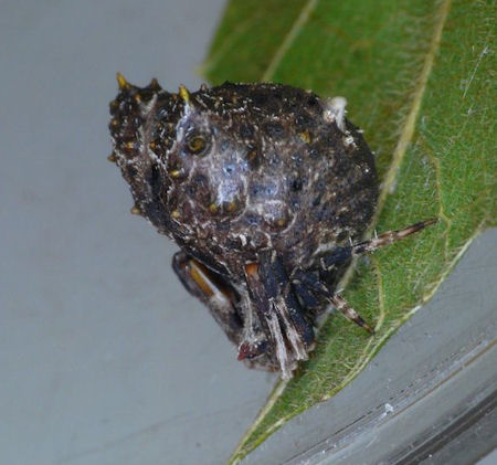 Celaenia calotoides