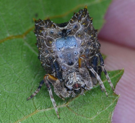 Celaenia calotoides