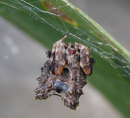 Celaenia calotoides