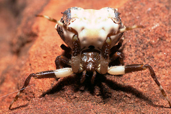 Celaenia excavata