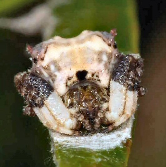 Celaenia excavata