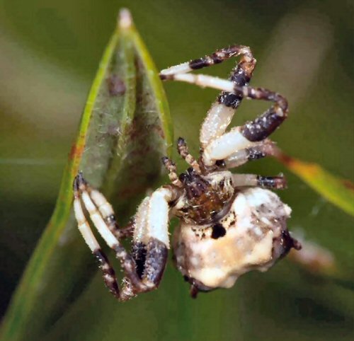 Celaenia excavata