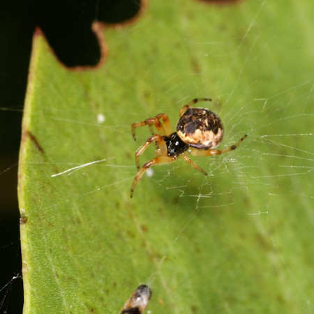 Cyclosa? ZZ612