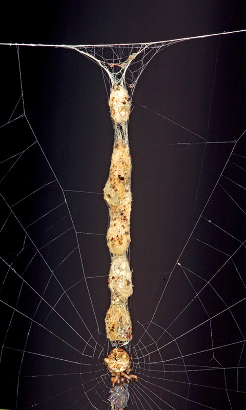 Cyclosa