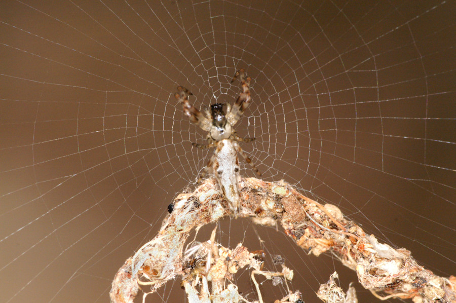 Cyclosa insulana