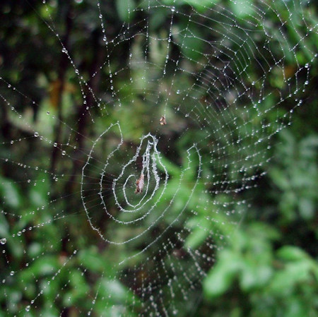 Cyclosa_insulana
