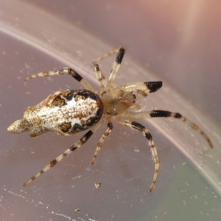 Cyclosa_insulana