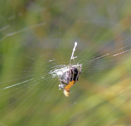 Cyclosa tribolata