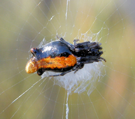 Cyclosa tribolata