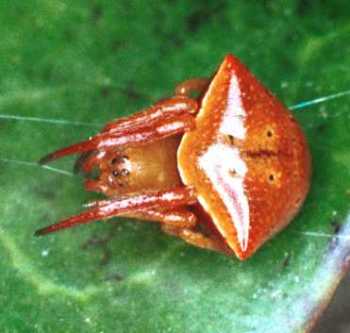 Cyrtarachne