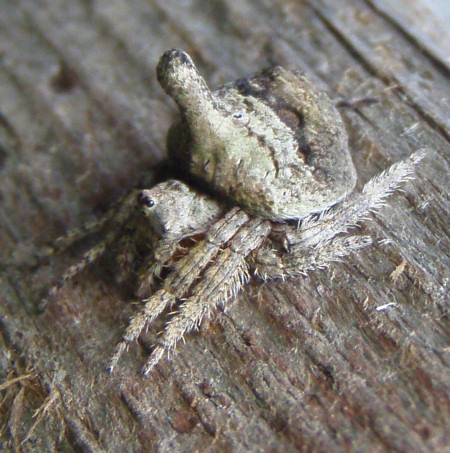 Dolophones turrigera