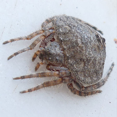 Dolophones conifera