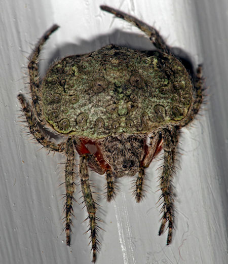 Dolophones_tuberculata