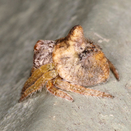 Dolophones turrigera