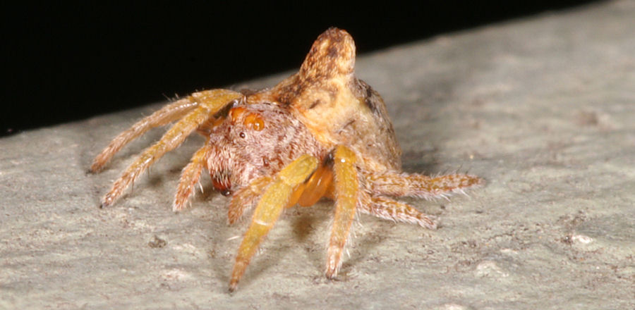 Dolophones turrigera