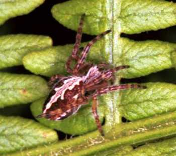 Eriophora_ZZ099_F1532