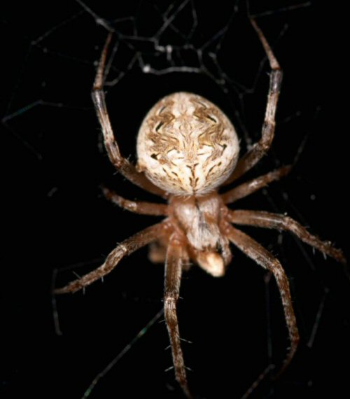 Eriophora