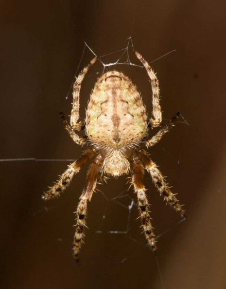 Eriophora