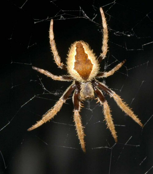 Eriophora transmarina